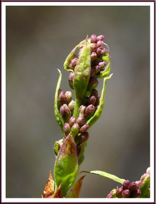 April 08 - Lilacs!