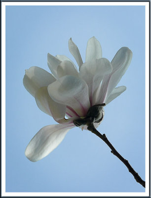 April 10 - Magnolia