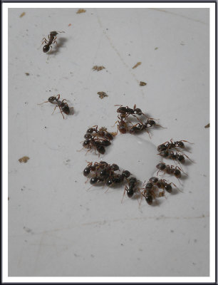 April 15 - Ants