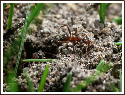 April 16 - Ants
