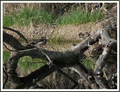 April 19 - Woodducks and Turtles