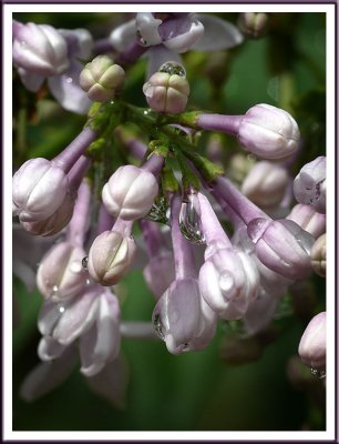 April 24 - Rainy Day Lilacs