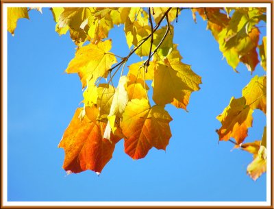 October 24 - Leaves