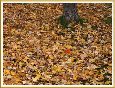 November 10 -  Free Leaves