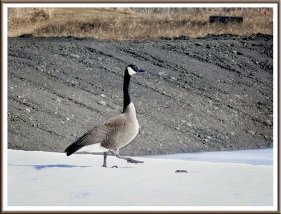 March 25 - Goose-Step