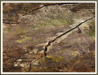 April 07 - Landscape on a Log