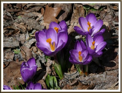 April 13 - Crocus