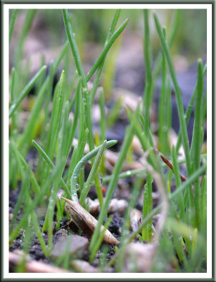 April 18 - New Grass