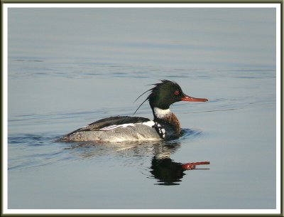 April 23 - Water Off a Duck's Back