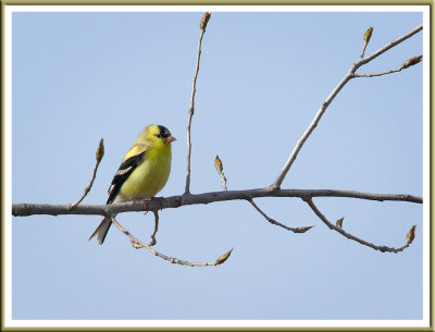 May 03 - Goldfinch