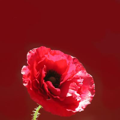 Poppy