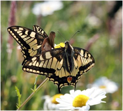 Conversations with a Swallowtail