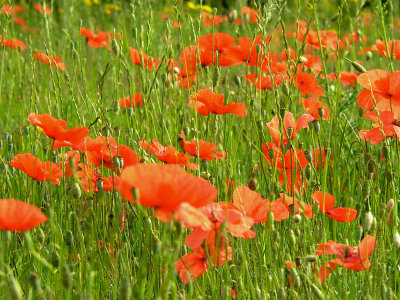 Poppies