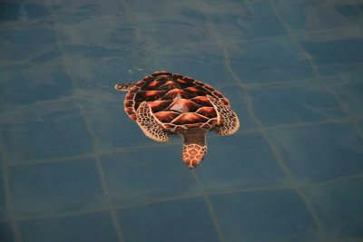 Sea Turtle