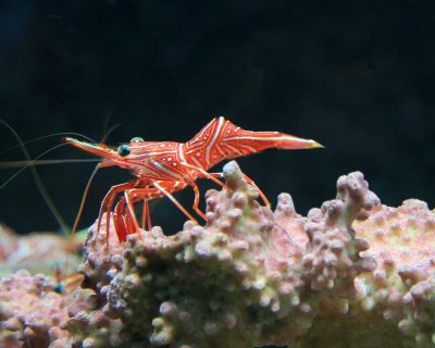 Shrimp_Phuket_0311.jpg