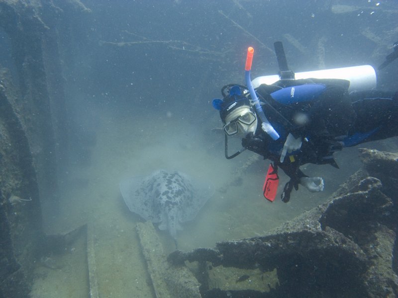 A very big ray inside the wreck and Vita