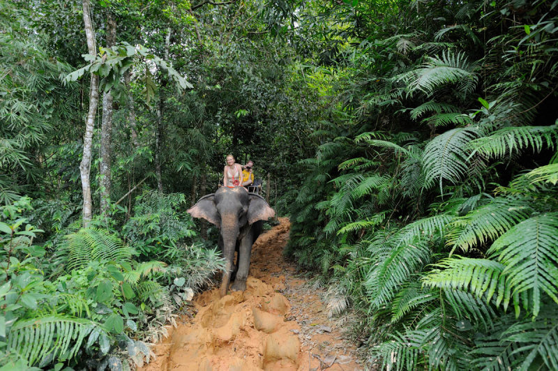 Thailand. Khao Sok.  Elephant tracking. Kinda selfportrait