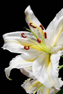 flower power