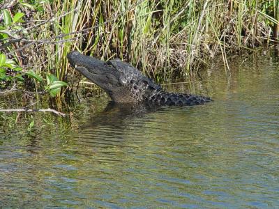 An alligator in Everglades NP