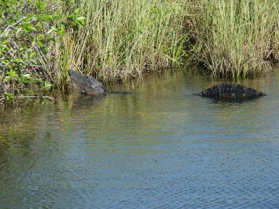 An alligator in Everglades NP