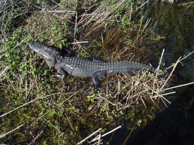 An alligator in Everglades NP