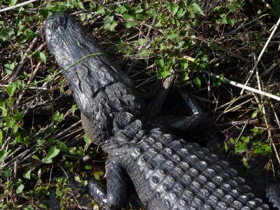 An alligator in Everglades NP