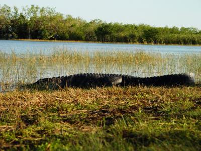 An alligator in Everglades NP