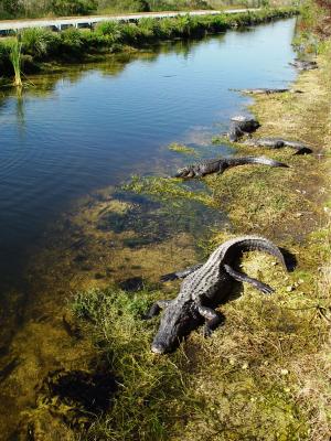 Alligators lying on the bank of Tamiami Canal