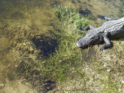 The happy life of an alligator