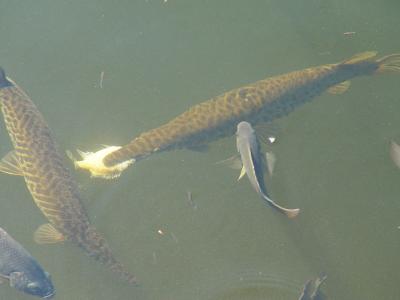 A Florida gar is biting a small fish