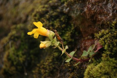 Lone Flower Clinging