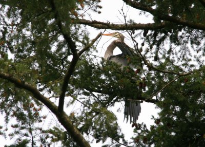 Great Blue Heron