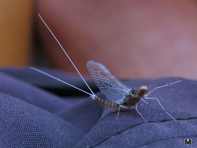 Mayfly