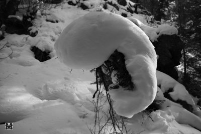 Snow Embryo