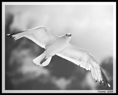 DSC_1306 airshow gary gull bw w .jpg