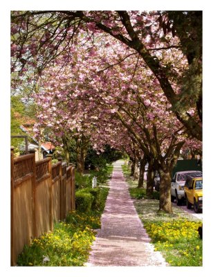 BlossomingTrees7777.jpg
