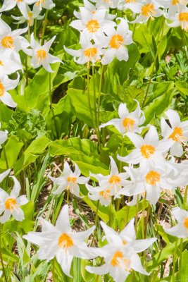 Avalanche Lillies