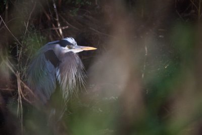 Hidden Heron