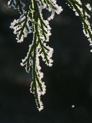 Frost 1
