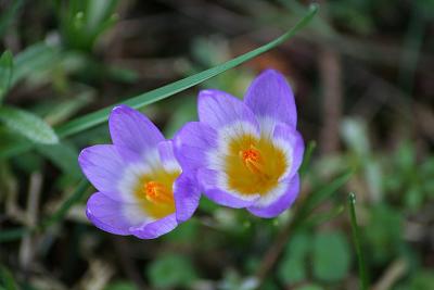 Crocuses