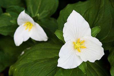 Trillium