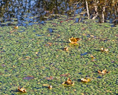 Lily Pads and Leaves