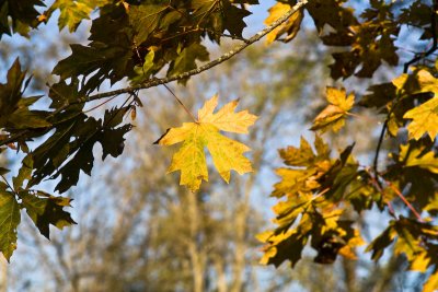 Yellow Leaf