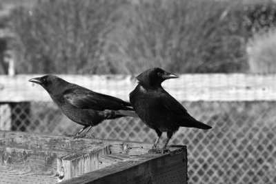 2 Crows