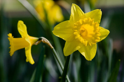 Yellow And Green