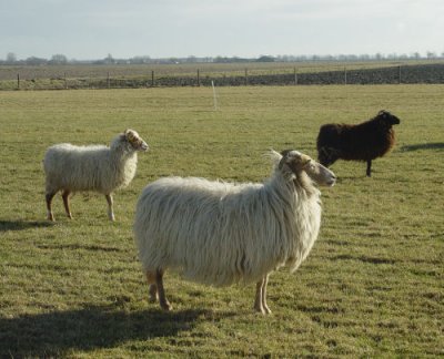 My  Drenthe Heath Sheep