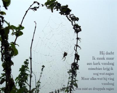 Spiders hope