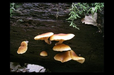MF049.jpg