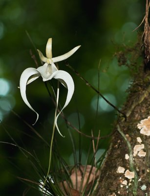 ghost_orchid