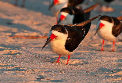 black skimmer